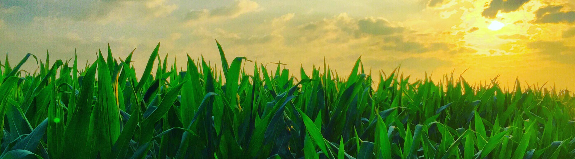 California Agricultural Helicopter Services